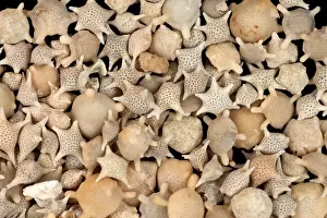 Star Prints: Star Sand (Foraminiferans) under a microscope