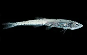 Scattering Prints: Stareye Lightfish