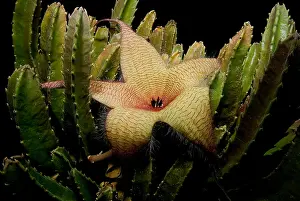 Beetle Prints: Starfish Flower