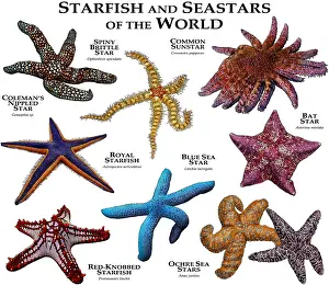 Star Prints: Starfish and Seastars of the World