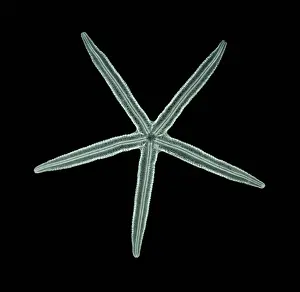 Star Prints: Starfish, X-ray