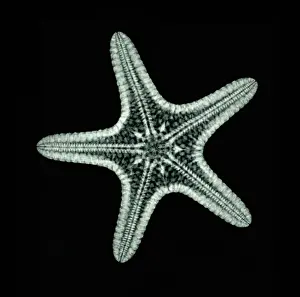 Star Prints: Starfish, X-ray