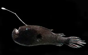 Devil Prints: Stargazing Seadevil (Ceratias uranoscopus)