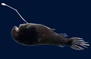 Devil Prints: Stargazing Seadevil (Ceratias uranoscopus)