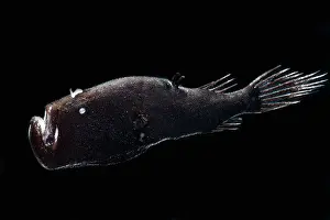 Devil Prints: Stargazing Seadevil (Ceratias uranoscopus)