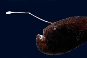 Bacteria Prints: Stargazing Seadevil (Ceratias uranoscopus)