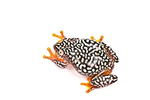 Many Science & Medical Prints: Starry Night Reed Frog