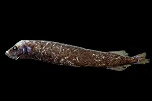 Starry Prints: Starry Smooth-head (Photostylus pycnopterus)