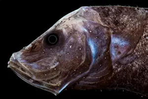 Starry Prints: Starry Smooth-head (Photostylus pycnopterus)