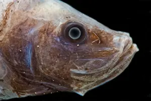 Starry Prints: Starry Smooth-head (Photostylus pycnopterus)