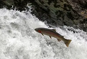 : Steelhead Trout Jumping in Falls