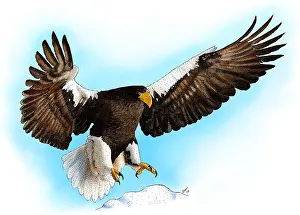 Flying Prints: Stellar's Sea Eagle