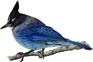 Pine Prints: Steller's Jay