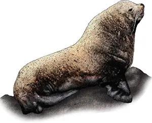 Lion Prints: Stellers Sea Lion