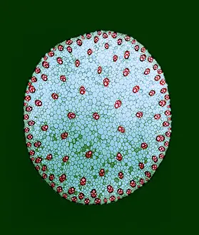 Corn Prints: Stem of a Corn Plant, light micrograph