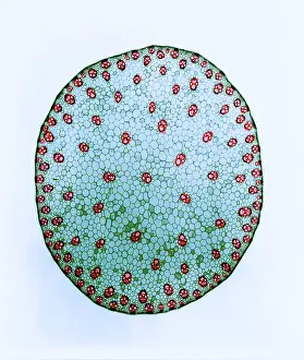 Medical Prints: Stem of a Corn Plant, light micrograph