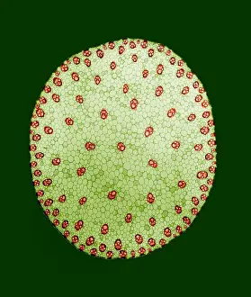 Corn Prints: Stem of a Corn Plant, light micrograph