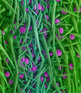 False Prints: Stem of Marijuana Plant, scanning electron micrograph