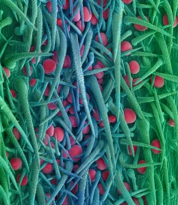 Leaf Prints: Stem of Marijuana Plant, scanning electron micrograph