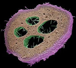 Nature, History, Science Prints: Stem of a Water Lily, under a microscope (SEM)