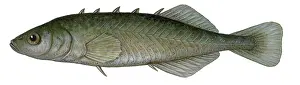 Stickleback