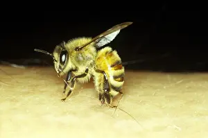 Bees Prints: Stinging Honey Bee