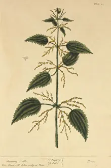 Illustrator Prints: Stinging Nettle, Medicinal Plant, 1737
