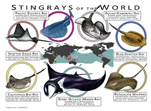 Prints: Stingray Species of the World