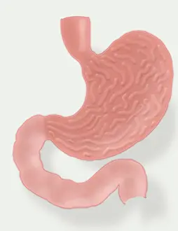 Cross Prints: Stomach Illustration