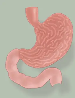 Cross Prints: Stomach Illustration