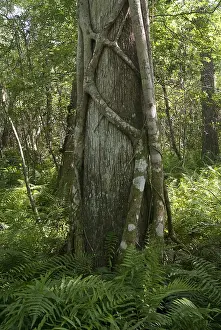 Sanctuary Prints: Strangler Fig and Cypress Tree, Florida