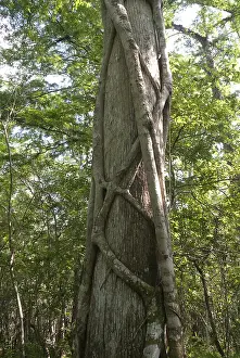 Sanctuary Prints: Strangler Fig and Cypress Tree, Florida