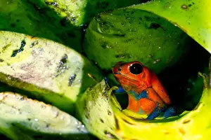 Transport Prints: Strawberry Poison Dart Frog