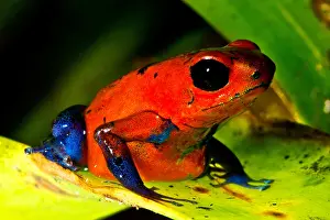 Transport Prints: Strawberry Poison Dart Frog