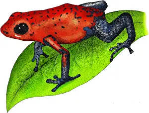 Arrow Prints: Strawberry Poison-dart Frog