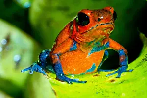 Transport Prints: Strawberry Poison Dart Frog