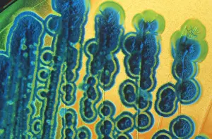 Bacteria Prints: Streptomyces
