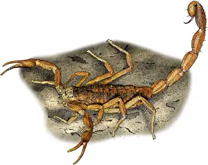 Dangerous Prints: Striped bark scorpion