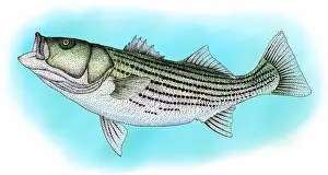 Seafood Prints: Striped bass