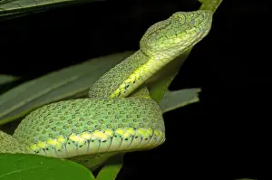 Hunter Prints: Two Striped Forest Pit Viper