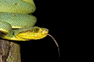 Hunter Prints: Two Striped Forest Pit Viper
