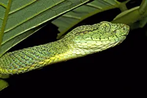 Hunter Prints: Two Striped Forest Pit Viper