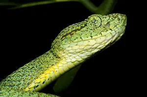 Hunter Prints: Two Striped Forest Pit Viper