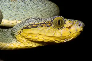 Hunter Prints: Two Striped Forest Pit Viper