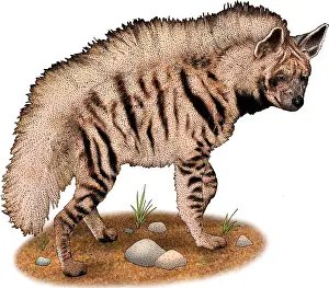 Carnivore Prints: Striped Hyena