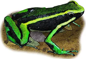 Reticulatus Prints: Three Striped Poison Dart Frog