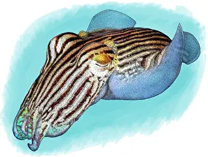 Cephalopod Prints: Striped pyjama squid