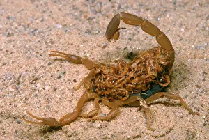 Arthropod Prints: Striped Scorpion carrying babies on back