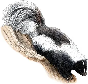 Stripe Prints: Striped Skunk