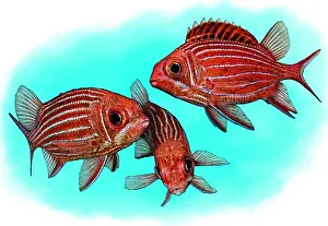 Striped Squirrelfish